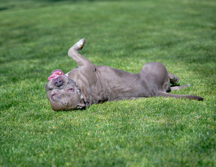 Obraz premium Dog rolling in the grass having fun