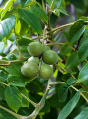 Juglans regia fruit ripening among green foliage on tree. Nut growing on tree branch. Green nut and leaves on tree