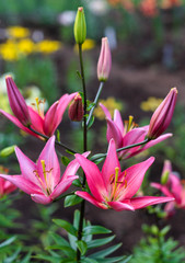 beautiful flowers in nature in the botanical garden