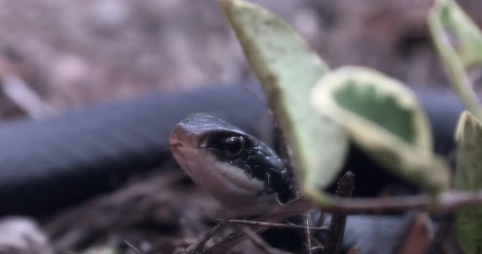 Southern Black Racer With It's Mouth Open, Florida, Close Up View, Central Florida, United States - DCi 4K Resolution