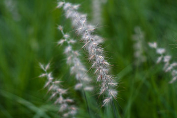 beautiful flowers in nature in the botanical garden