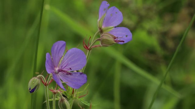 Geranium flowers, flowering, 4K puple geranium field