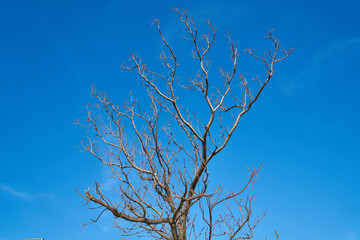 Tree and blue sky