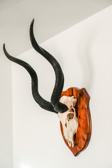 Kudu Geweih 