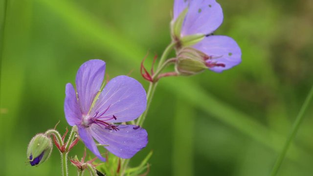 Geranium flowers, flowering, 4K puple geranium field