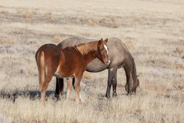 Wild Horses in Winter in the Utah Desert