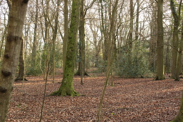 trees in the forest