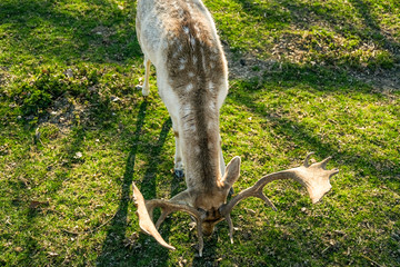 Wilde Rehe essen Gras