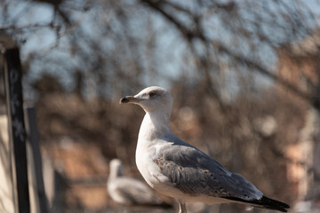 seagull on the wall with background of the city of Rome