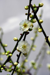 White flower blooms of the Japanese ume apricot tree, prunus mume