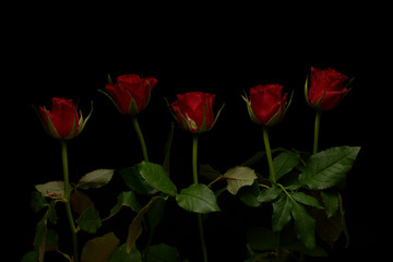 Rosas, planta sobre fondo negro