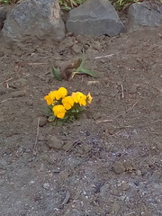 Unusual bright yellow violets
