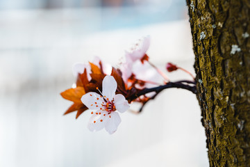 weisse Kirsch-Blüte am Kirsch-Stamm