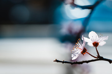 weiße Kirschblüten, blauer Hintergrund, copy space