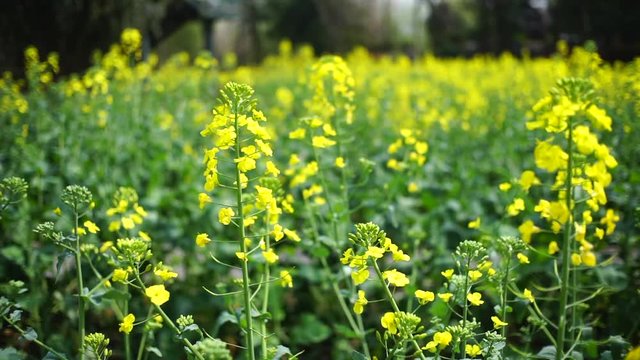 rape flowers blooming in sunlight