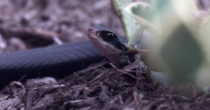 Southern Black Racer With It's Mouth Open, Florida, Close Up View, Central Florida, United States - DCi 4K Resolution