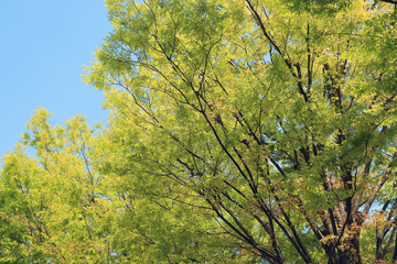 ケヤキの新緑