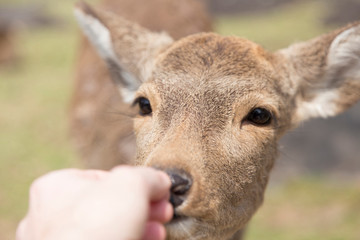 fawn or deer eating cookies from the hands of tourists in the Tobihino prairies in the city of Nara in Japan