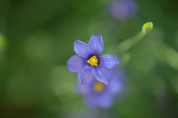 Close up top view of blue-eyed grass, a California native wildflower, outdoors surrounded by a natural green background.