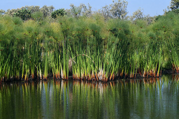 Reflection of reeds in the Kirstenbosch National Botanical Garden