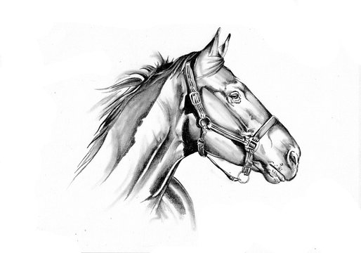 How to Draw a Morgan Horse Head – Golden Wood Studio