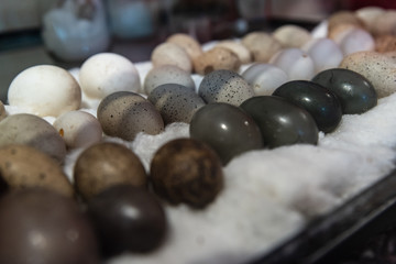 Giant eggs of different colors resting on a layer of white cotton
