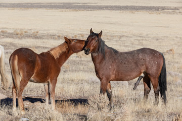 Wild Horses in Winter in the Utah Desert
