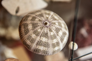 Sea urchin with little peaks texture