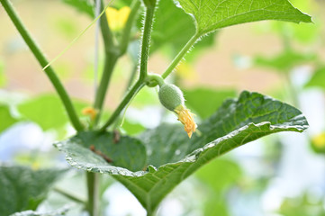 baby melon in the farm