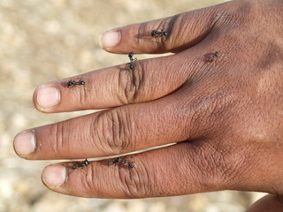 An Moroccan mans hand in the desert, covered with desert colony ants. Large ants that can bite and sting. Aggressive ants working together as a team.