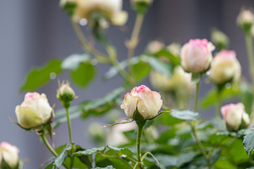 Pink roses flowers wetted by rain