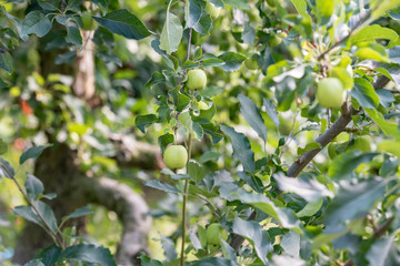 Apple tree and green apple, Young fruits of apple, on the branch