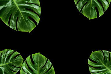 Monstera leaves background