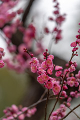 Pink plum blossom, Japanese apricot, Ume