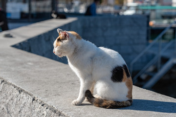 Stray cat sitting on the embankment,calico cat