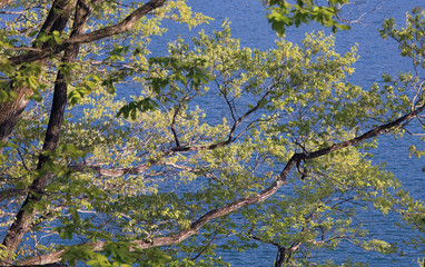 Fototapeta premium 新緑