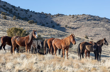 Fototapeta na wymiar Wild Horses in Winter in the Utah Desert