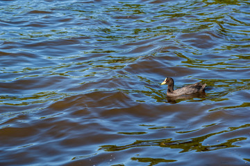 Single duck swiming alone in the water