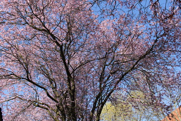 Kirschbaum Kirschblüte Zierkirsche vor blauem Himmel