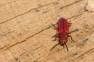 Red Flat Bark Beetle (Cucujus clavipes)