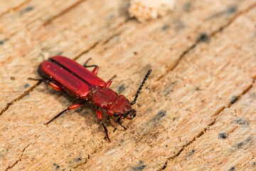 Red Flat Bark Beetle (Cucujus clavipes)