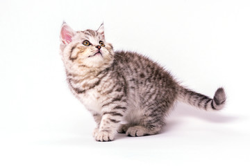 Fototapeta na wymiar Striped Scottish strKitten of breed Scottish Straight in anticipation of food with a raised face. On a white background.