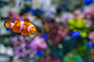 Orange nemo clown fish in sea aquarium