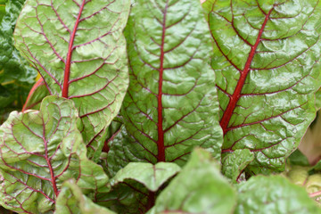 Chard