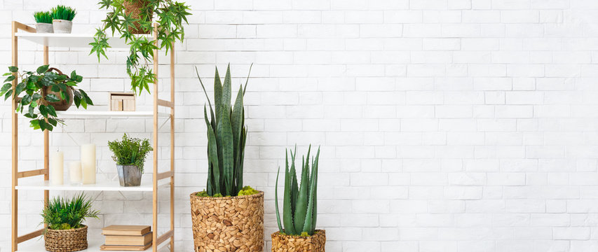 Decorative home plants concept