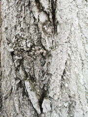 Tree bark texture covered with protective white paint closeup
