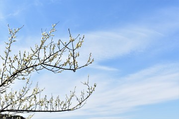 梅の花
