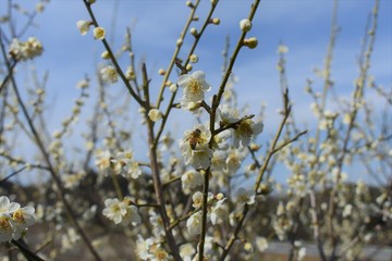 梅の花