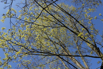 Äste mit grünen Blüten vor blauem Himmel