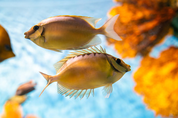 Colorful coral reef with many fish in sea aquarium